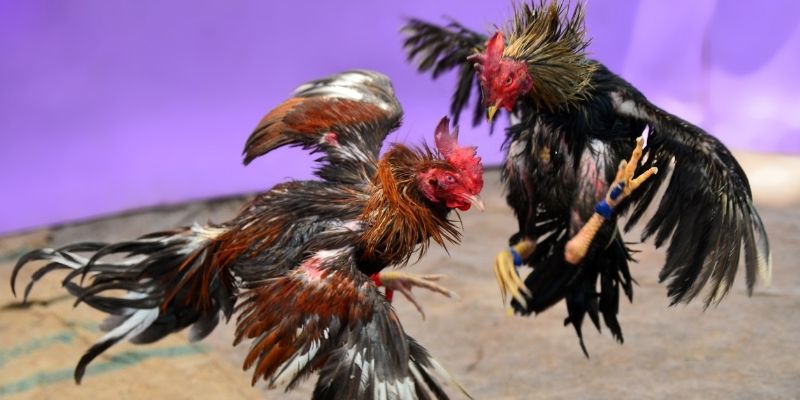 tg 88 KM Game Bài 3d