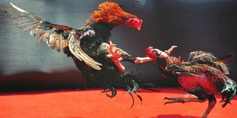 tg 88 bắn cá h5 chơi ngay