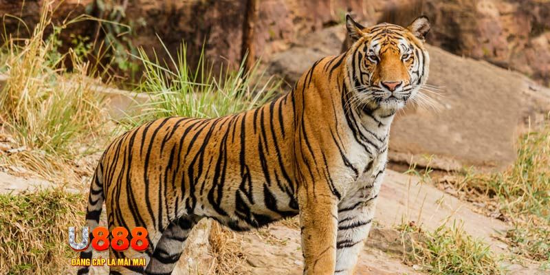 tg 88 xổ số bình thuận