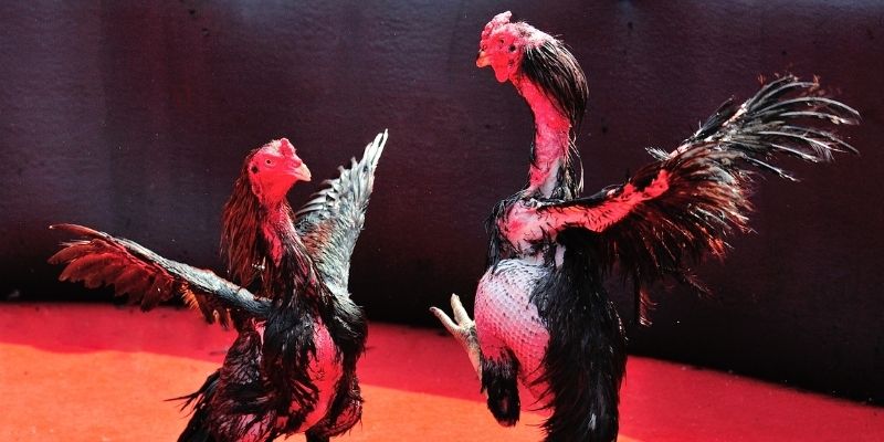 tg 88 thị trường baccarat là gì