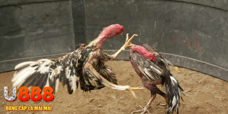 tg 88 đăng nhập tiến lên miền nam số 1